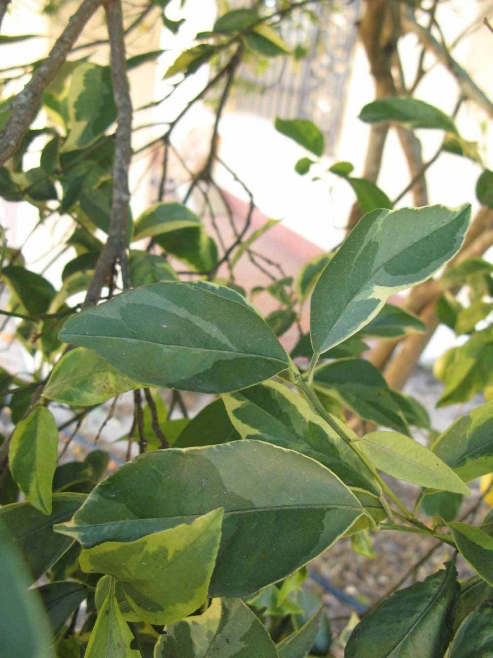            Shade leaves (Winter Haven, FL)   